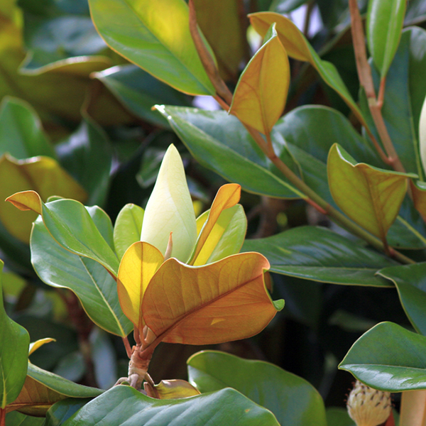 A close-up of a Magnolia grandiflora - Evergreen Magnolia Tree flower bud is surrounded by its glossy green and brown leaves, hinting at the large white flowers it will soon unveil.