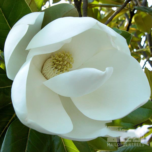 Close-up of the Magnolia grandiflora - Evergreen Magnolia Tree, highlighting its spiraling petals and creamy centre, all nestled among lush green leaves.