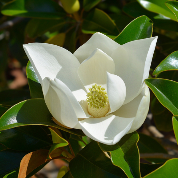 A close-up of the Evergreen Magnolia Tree features a stunning Magnolia grandiflora bloom, surrounded by lush green leaves that highlight its large white petals and intricately detailed central stamens.