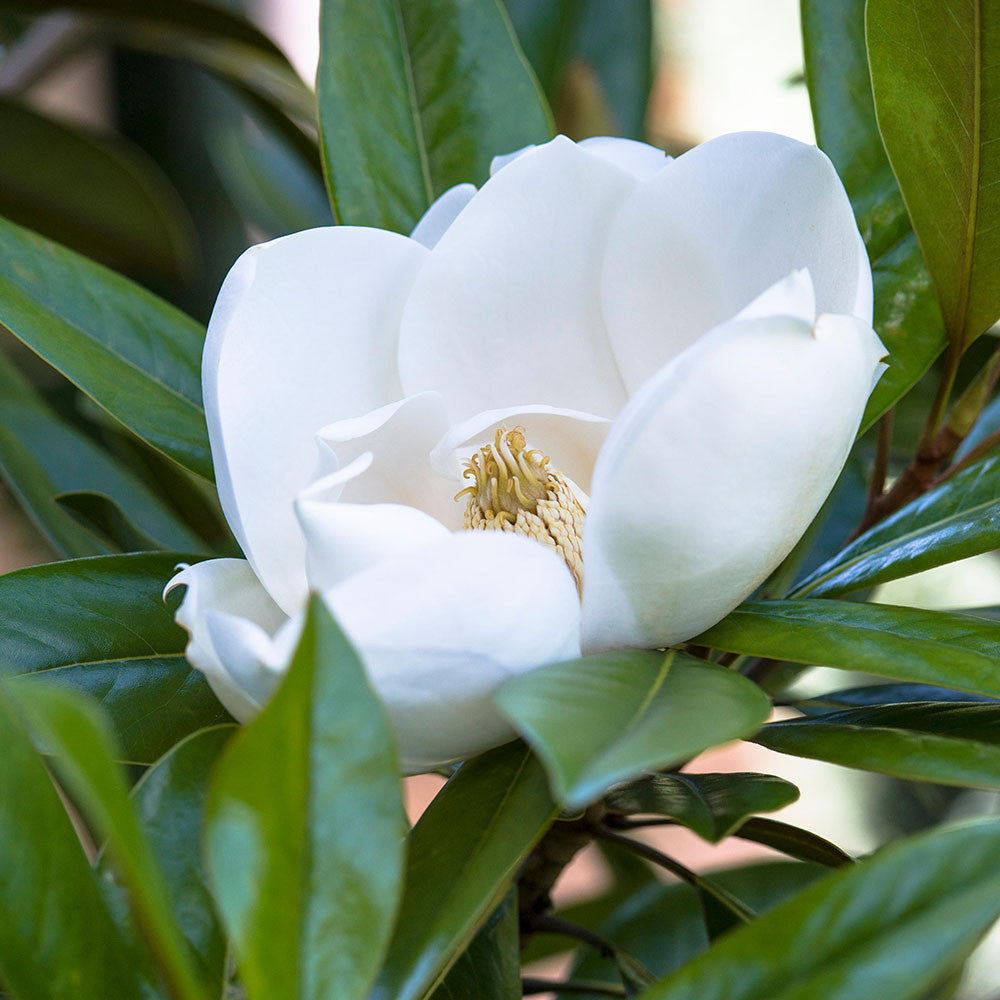 Close-up of a blooming Magnolia grandiflora Exmouth, showcasing its creamy white flower surrounded by vibrant green leaves, attracting pollinating insects.