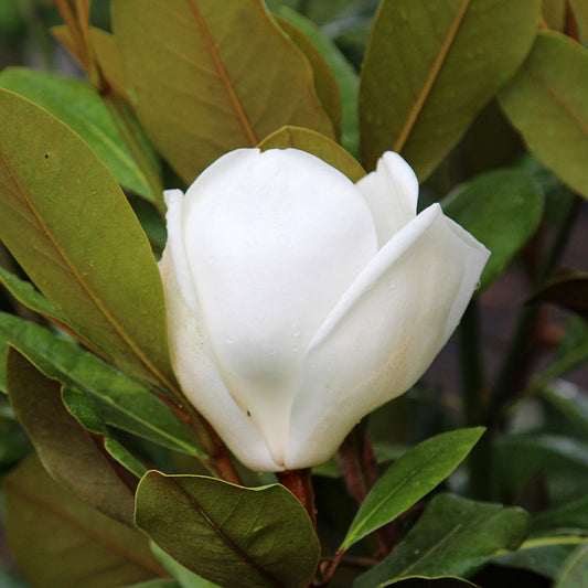 A Magnolia grandiflora Francois Treyve bud, nestled among vibrant evergreen leaves, prepares to blossom into large white flowers.