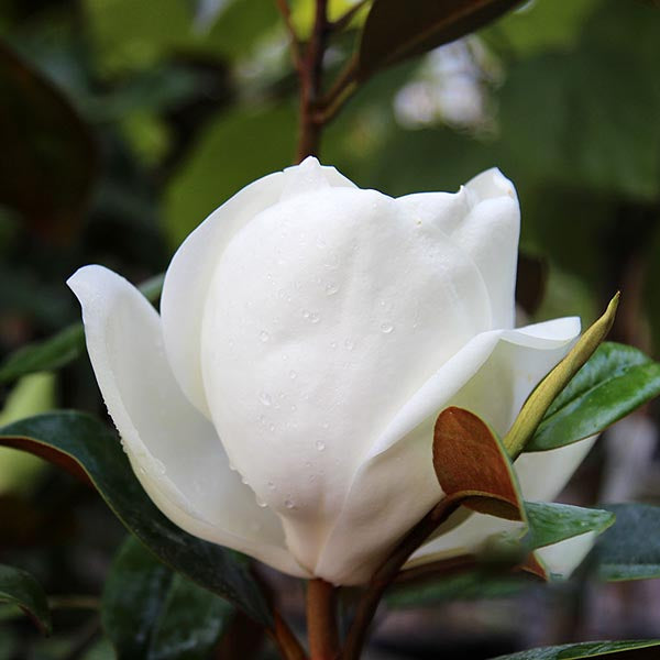 Close-up of a Magnolia grandiflora Goliath - Bullbay Goliath bud with dewdrops on its creamy white petals, surrounded by the lush green leaves of this magnificent evergreen tree.