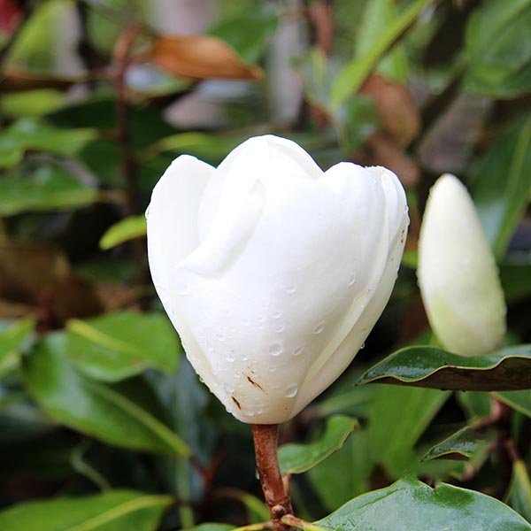 A dewdrop-adorned white magnolia bud nestled amidst the lush green foliage of a Magnolia grandiflora Little Gem - Dwarf Evergreen Magnolia.