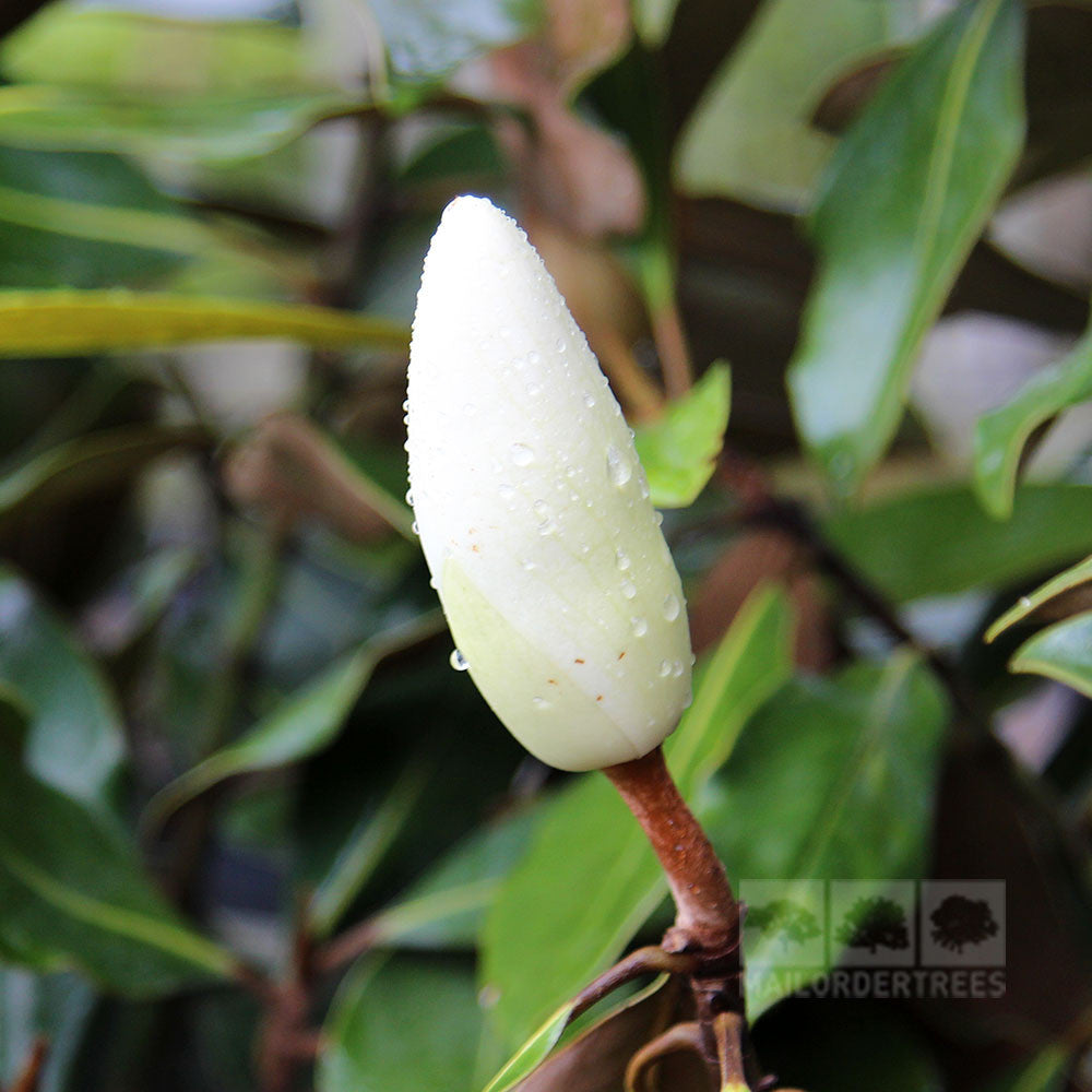 A bud of the Magnolia grandiflora Little Gem - Dwarf Evergreen Magnolia glistens with water droplets, nestled among lush green leaves, showcasing its compact form.