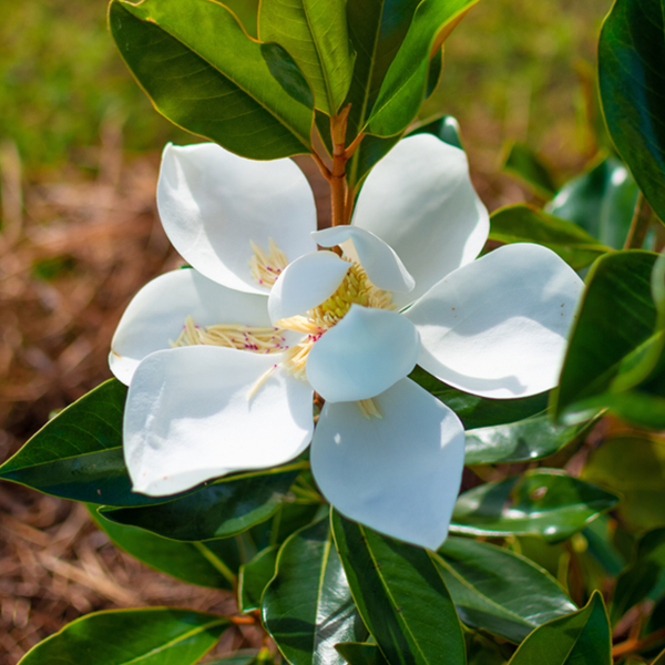 Close-up of a Magnolia grandiflora Little Gem flower with six petals and a cluster of yellow stamens at the centre, surrounded by glossy green leaves. This compact form of evergreen magnolia adds elegance to any setting.