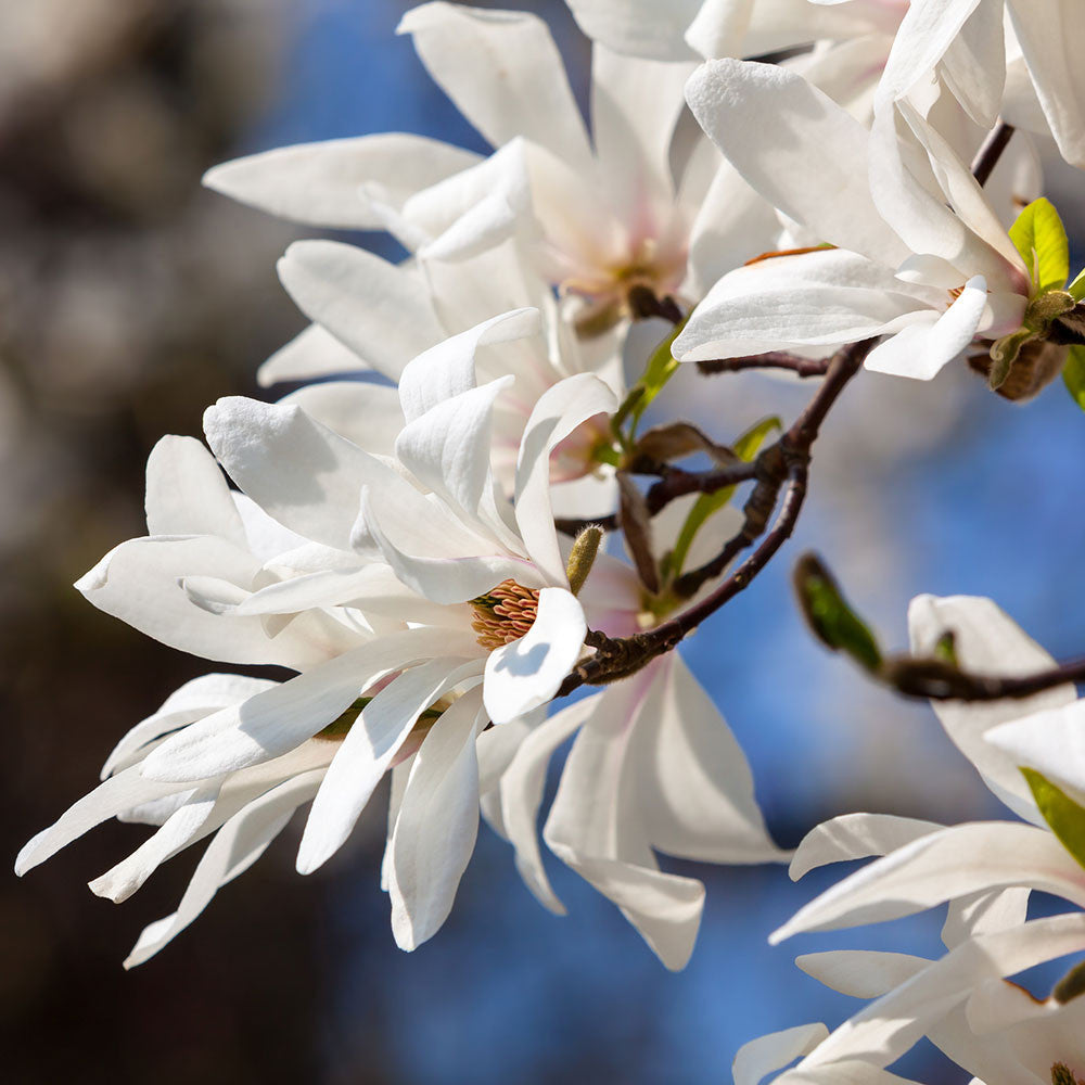 A close-up of Magnolia kobus's white flowers blooming on a branch, set against a blurred blue sky, highlights the beauty of this deciduous tree.