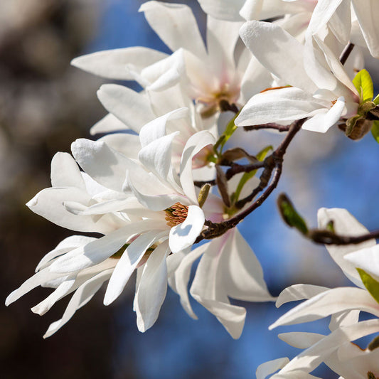 Magnolia kobus - Northern Japanese Magnolia Tree