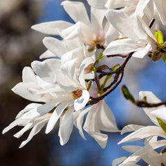 Magnolia kobus - Northern Japanese Magnolia Tree