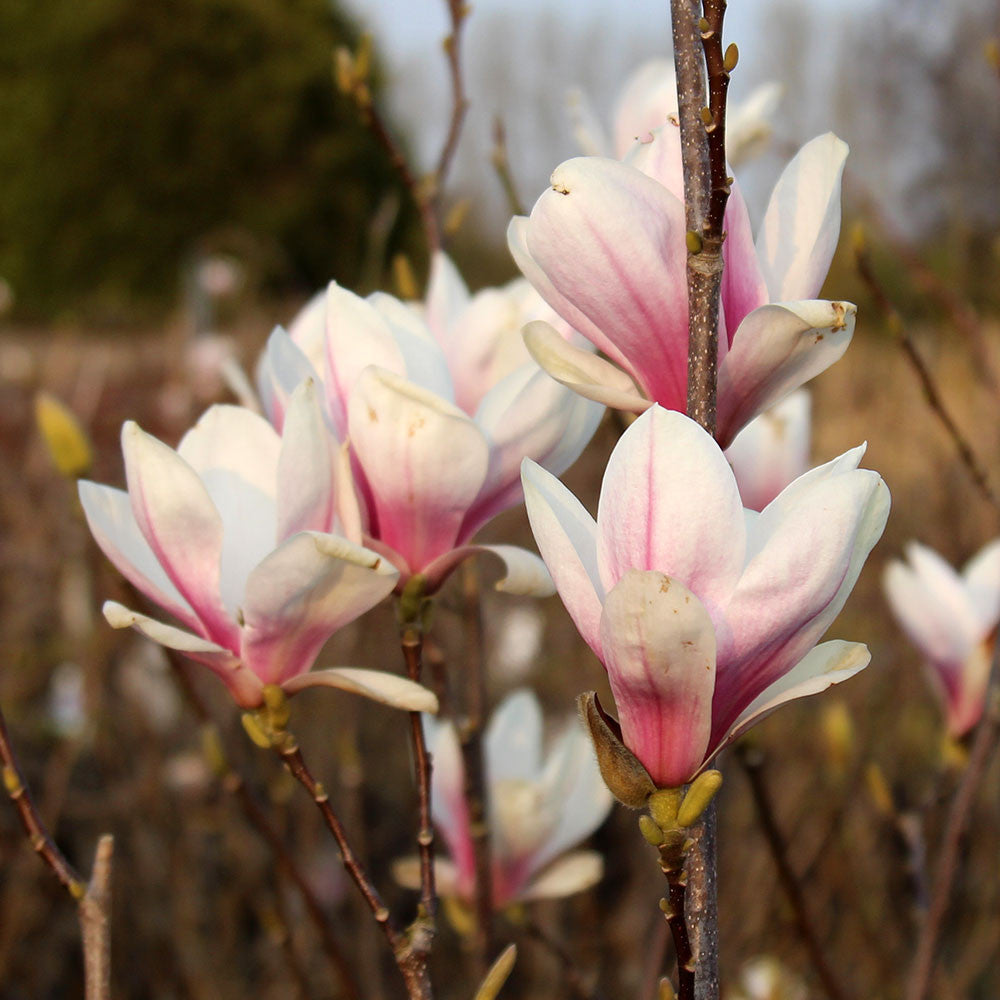 Close-up of Magnolia soulangeana flowers, showcasing their showy pink and white blooms on slender branches, capturing the beauty of spring blossom against a blurred natural background.