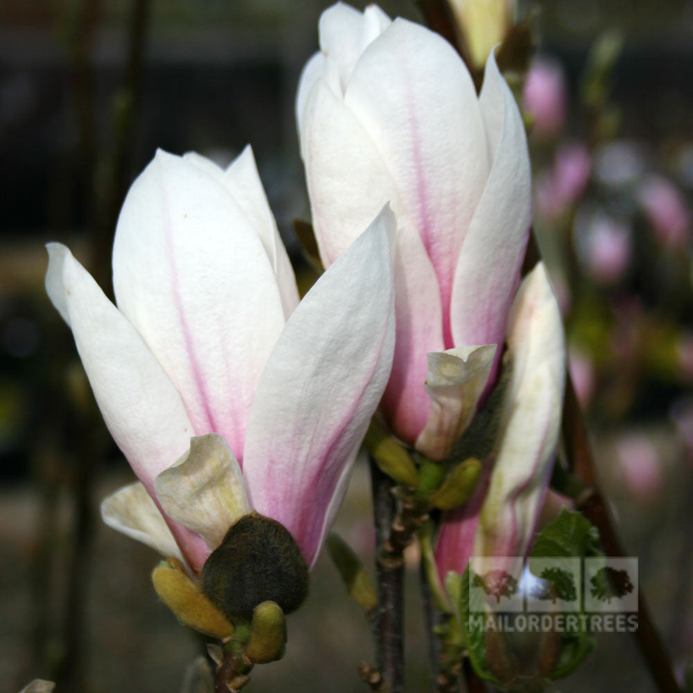 Close-up of two pale pink Magnolia soulangeana blossoms, striking flowers from a Magnolia Tree, set against a dark background with a watermark in the bottom right corner.