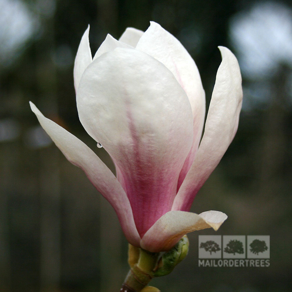 Close-up of a spring blossom with a Magnolia soulangeana flower, showcasing layered pink and white petals against a blurred dark background.