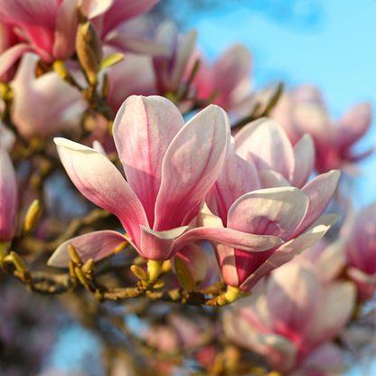 A close-up of Magnolia soulangeana highlights the pink and white flowers in full bloom against a clear blue sky.