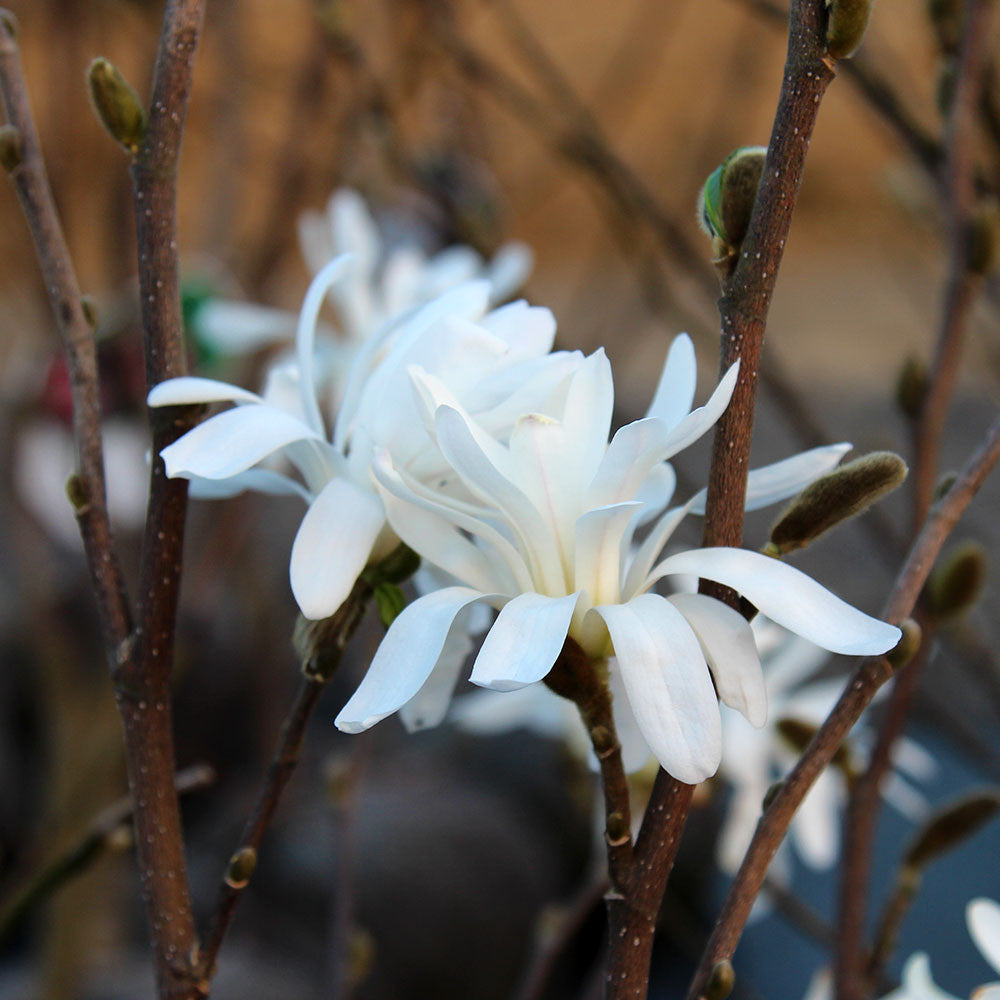 The Magnolia stellata - Magnolia Tree blossoms gracefully among leafless branches, making it an ideal choice for small gardens.