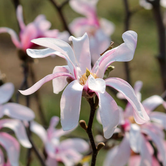 Magnolia stellata Rosea - Star Magnolia