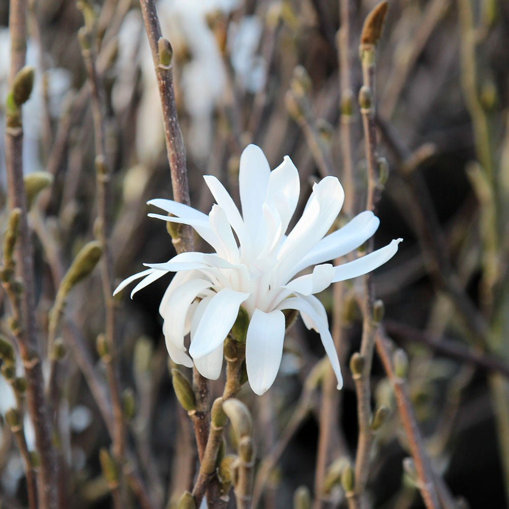 A lone blossom of the Magnolia stellata Royal Star blooms on a branch amid numerous unopened buds, its fragrant white flowers showcasing the elegance that earned it the RHS Award of Garden Merit.