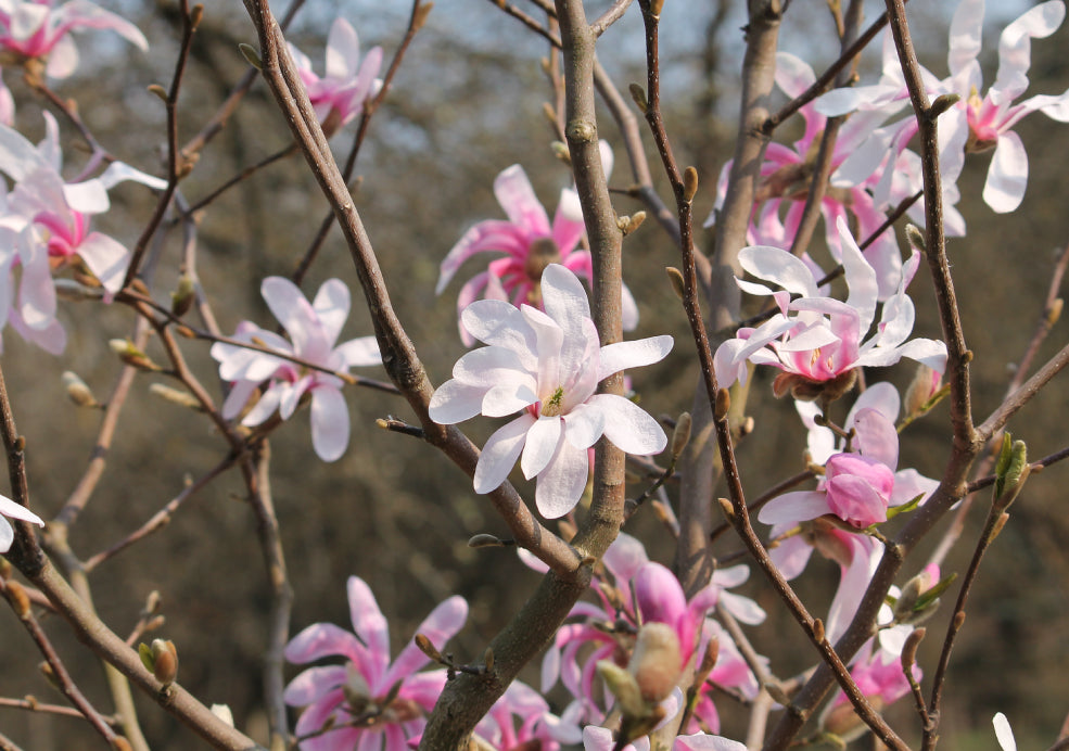 Magnolia Trees: A Stunning Spring Spectacle.