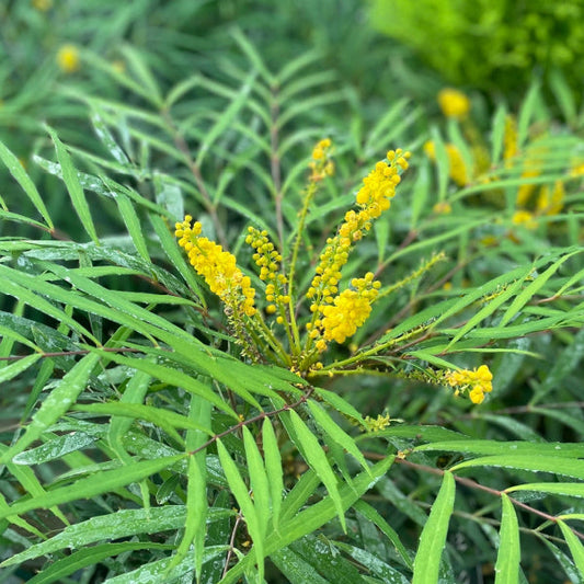 A close-up of Mahonia Soft Caress reveals long, spine-free green leaves adorned with clusters of golden yellow flowers and glistening water drops, offering a fresh touch to the vibrant scene.