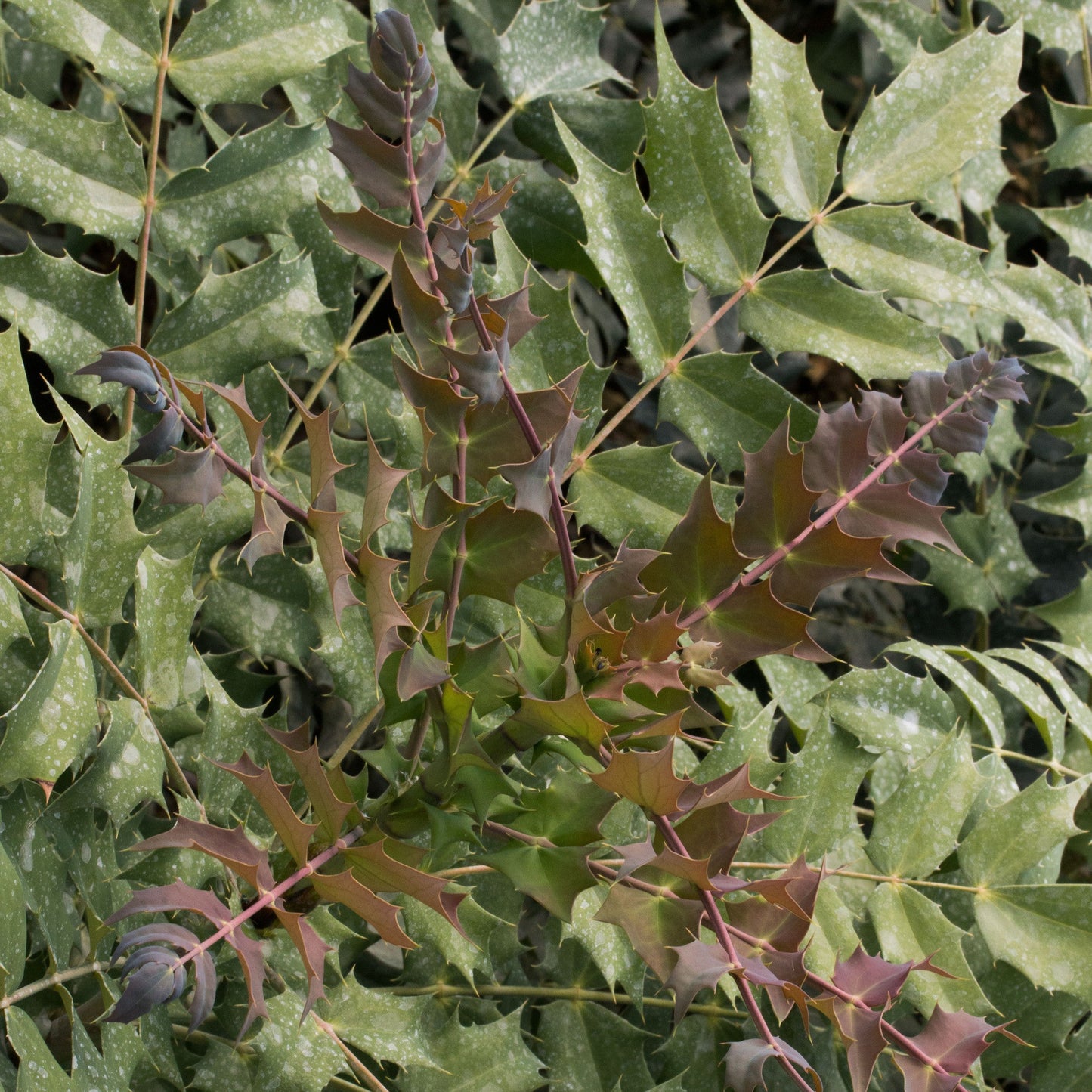 Mahonia Winter Sun - Mahonia features spiky, jagged green leaves with purplish stems, accented by clusters of small yellow flowers.