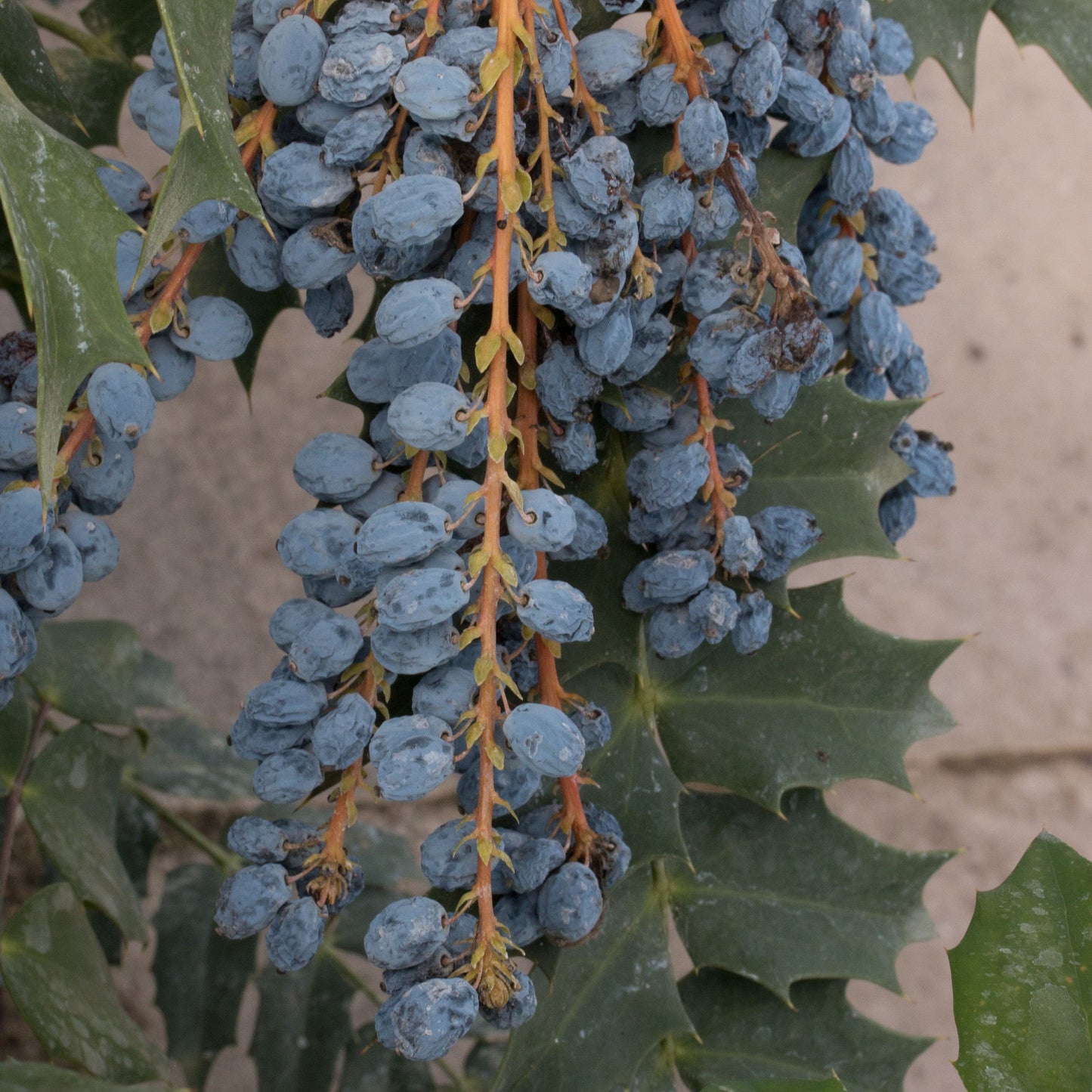 Clusters of blue berries hang from the Mahonia Winter Sun - Mahonia, a plant featuring spiky green leaves and vibrant yellow flowers.