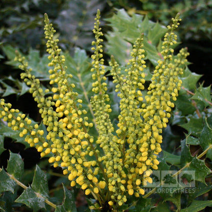 Close-up of the Mahonia Winter Sun - Mahonia shrub with bright yellow flower clusters and spiky green leaves.