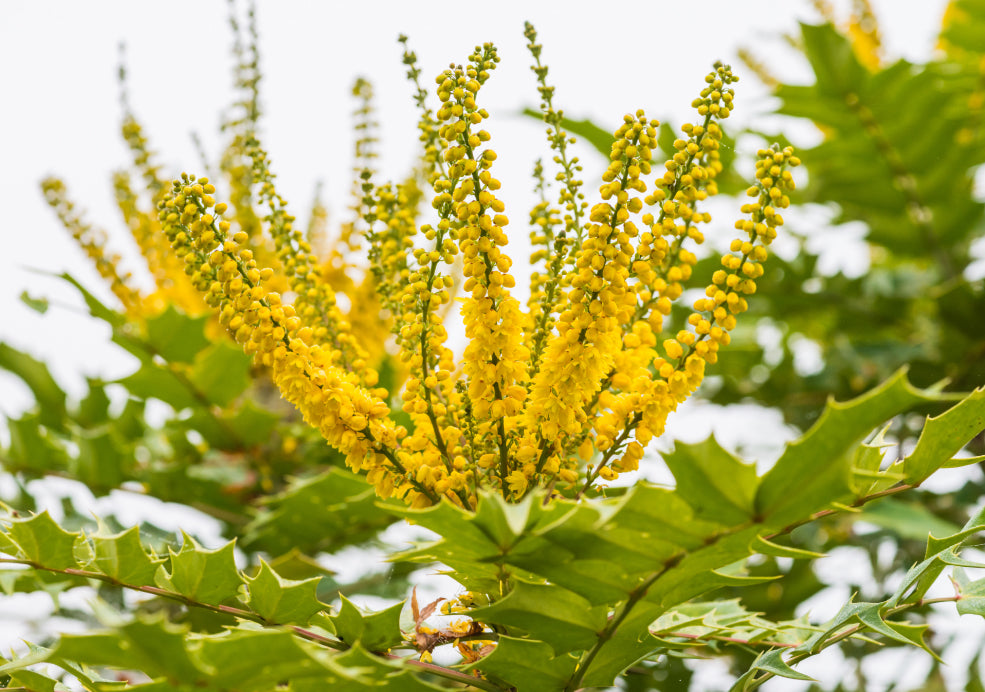 Mahonia: A Winter Gem for the Garden.