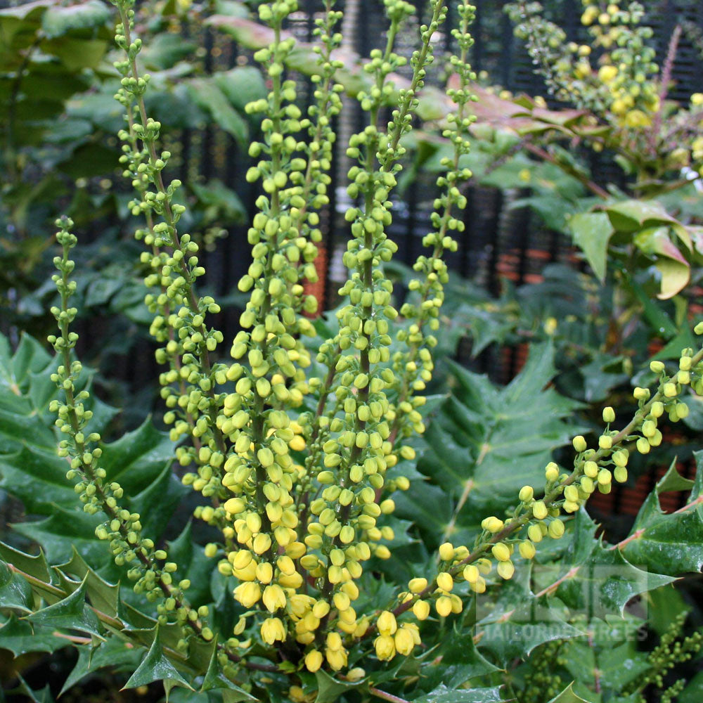 The Mahonia x media Charity is a green plant with long spikes and clusters of lemon yellow flowers surrounded by large, glossy leaves, making it an ideal focal point for a shady spot.