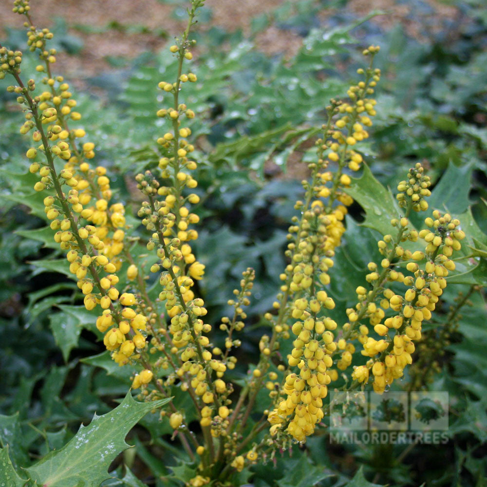 Close-up of a Mahonia x media Lionel Fortescue plant, highlighting its green leaves and small yellow flower clusters.