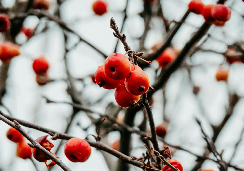 Vibrant Fruits for Autumn Interest.