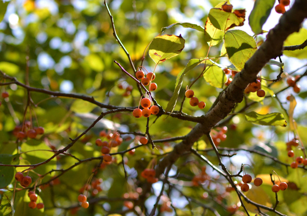 Malus  Trees: A Seasonal Delight in Every Garden.