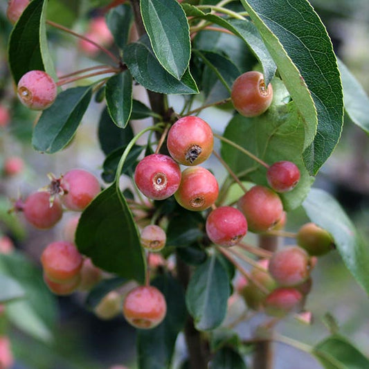 A close-up of a Malus Admiration - Crab Apple Tree reveals clusters of small, round, reddish-pink fruits nestled among green leaves, highlighting the tree's beauty.