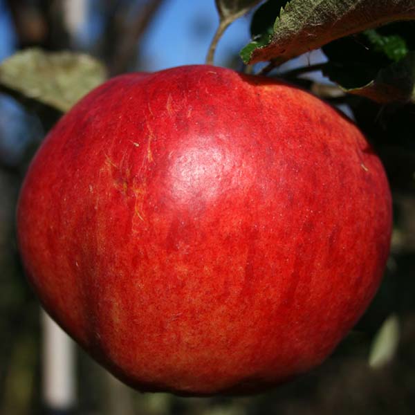 A close-up of a ripe red Malus All Doer apple hanging from a tree, with green leaves in the background.