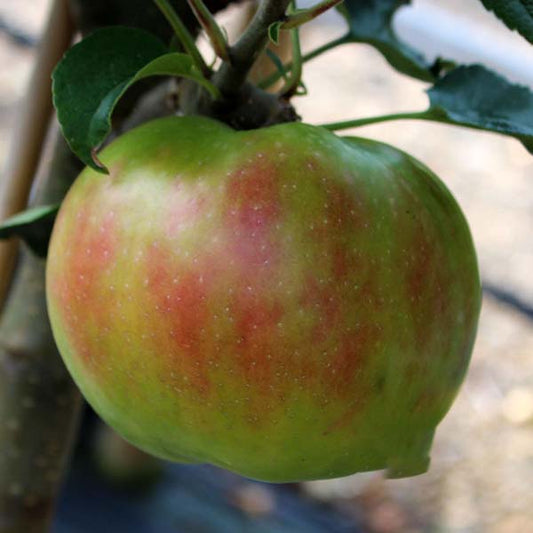 A close-up of a large, ripe apple from the Malus Annie Elizabeth apple tree, with green and red skin reminiscent of an old-fashioned pie, hangs from a branch surrounded by lush green leaves.