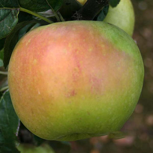 Close-up of a large apple on a Malus Arthur Turner apple tree, showing green and red hues and ideal for baking right from its frost-resistant branches.