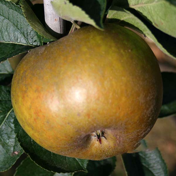 Close-up of a Malus Ashmeads Kernel apple tree, noted for its pear-like flavor, featuring the fruit growing on a branch with green leaves in the background.