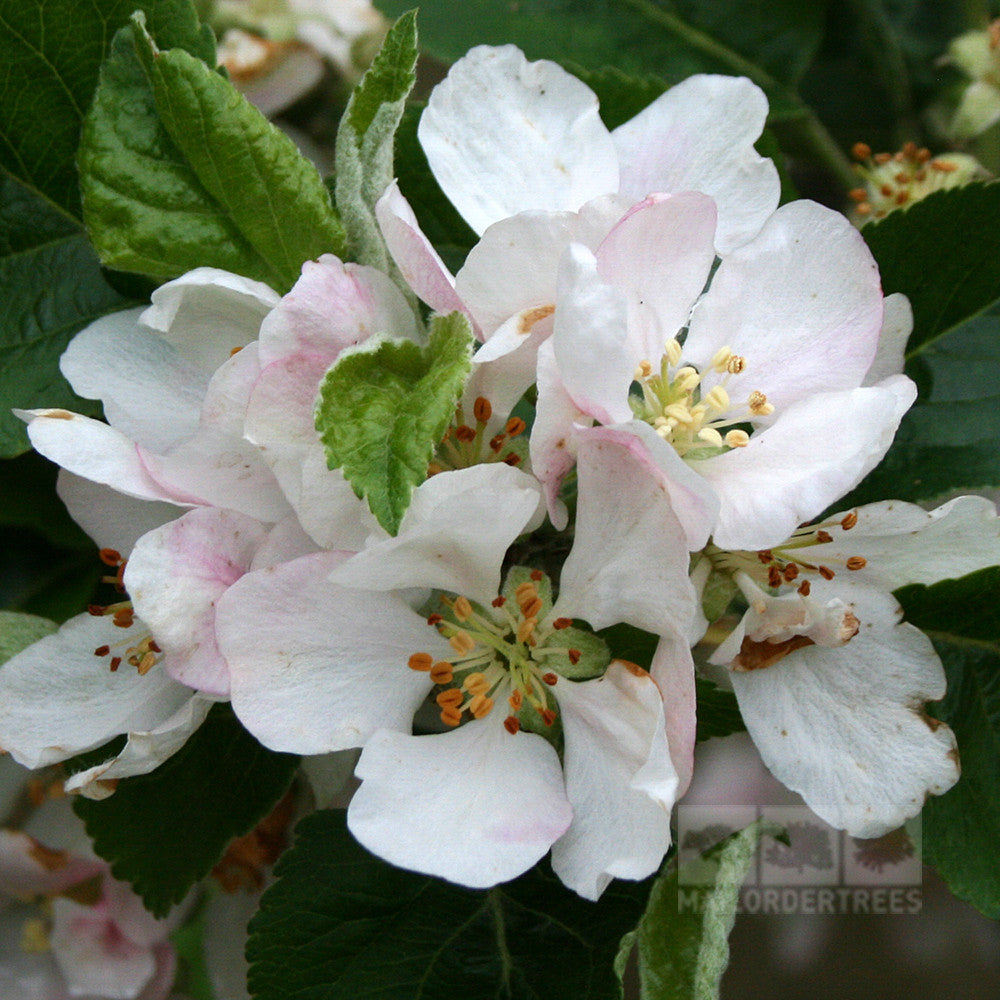 Close-up of Malus Beauty of Bath apple blossoms with white and light pink accents, paired with green leaves, showcasing their delicate allure.