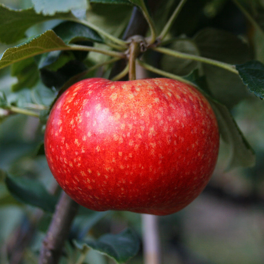 A ripe red apple from a Malus Beauty of Bath - Apple Tree hangs among lush green leaves, showcasing its natural elegance.