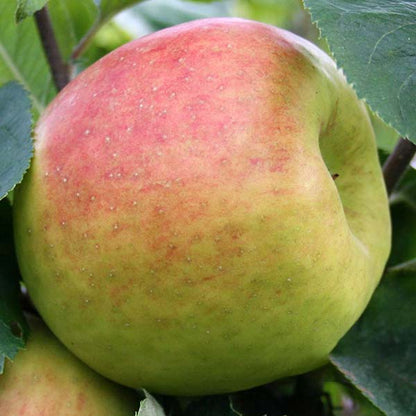 Close-up of a ripe Malus Blenheim Orange apple on the tree, blending red and green hues amidst lush foliage. This apple variety, scientifically Malus domestica, is ideal for fresh eating and cooking.