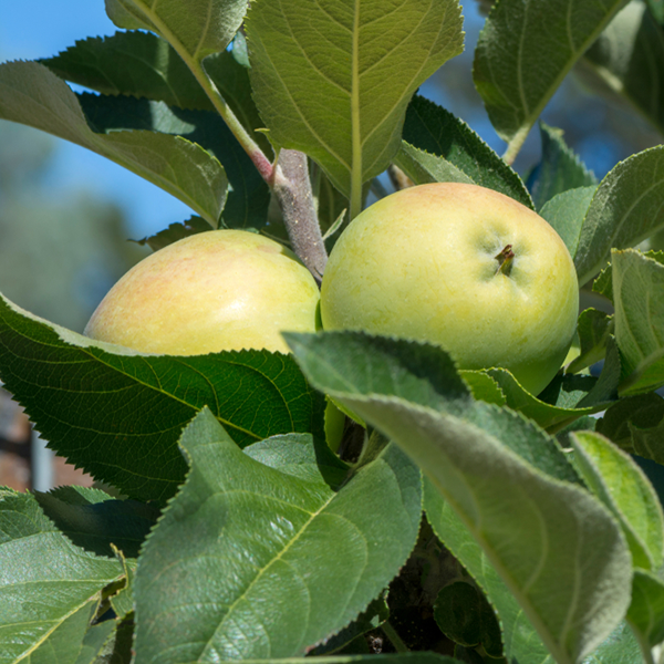 Two green apples flourish on a compact Malus Bolero - Ballerina Apple Tree, encircled by leaves beneath a clear blue sky.