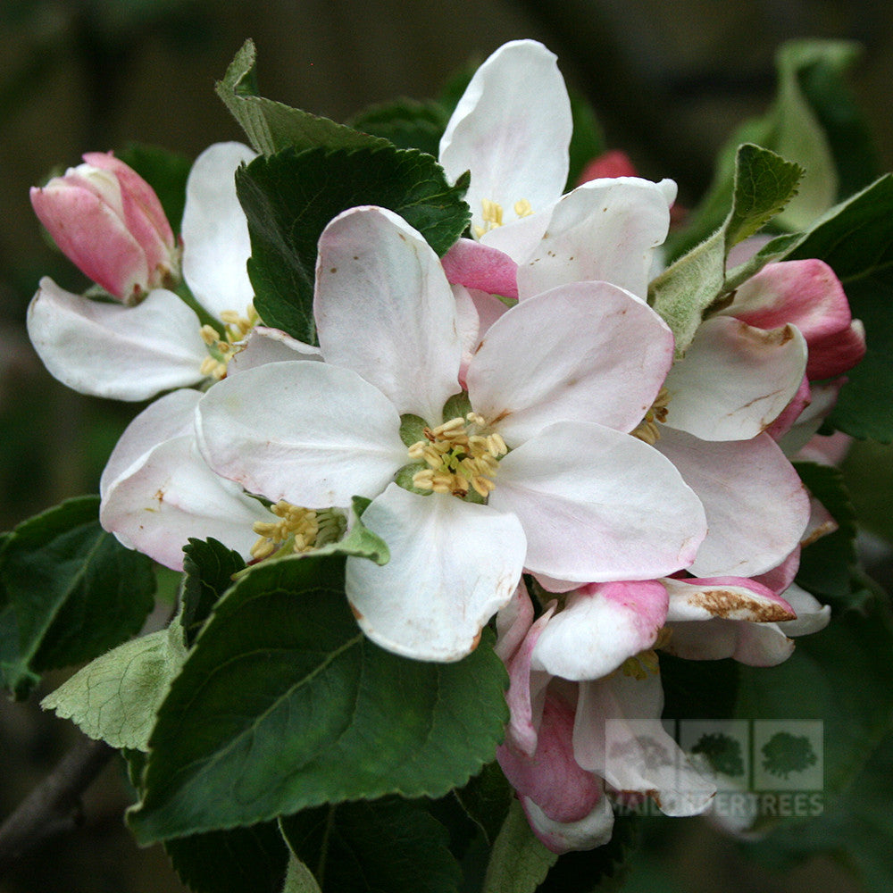 The Malus Bountiful apple tree showcases light pink and white blossoms with green leaves, signaling disease-resistant dessert apples.