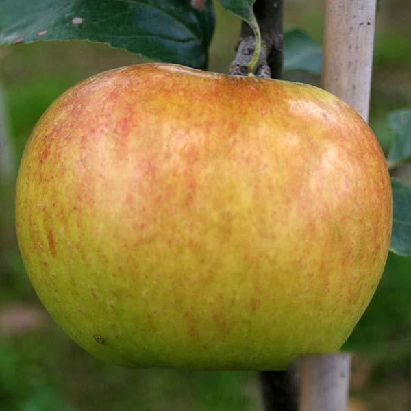 Close-up of a ripe Malus Bountiful apple on a tree branch, displaying vibrant red and yellow hues.