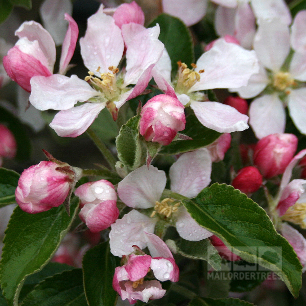 Close-up of pink and white blossoms with green leaves on the Malus Braeburn apple tree, covered in water droplets, hinting at the crisp texture of this variety.