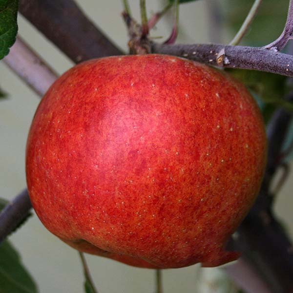 A red Malus Braeburn apple with a crisp texture hangs enticingly from a branch.