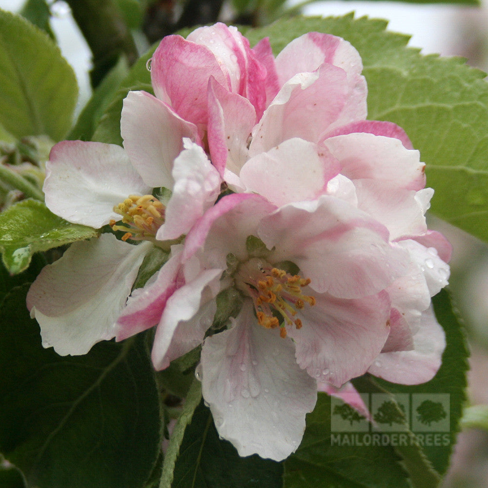 Close-up of pink and white apple blossoms with dewdrops, set against the lush green leaves of a Malus Bramleys Seedling Apple Tree.