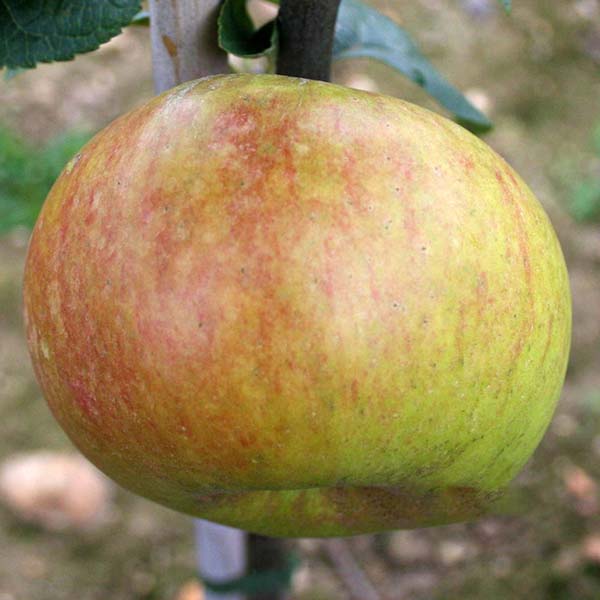 A Malus Bramleys Seedling apple, exhibiting green and red hues, hangs from an apple tree branch with a blurred background.