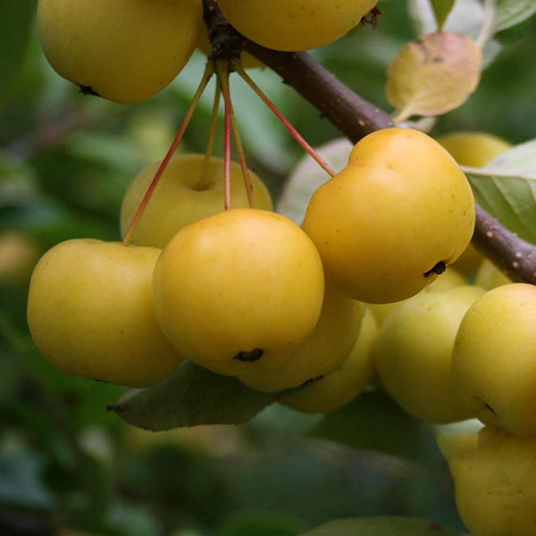 Close-up of a cluster of vibrant yellow fruit from the Malus Butterball - Crab Apple Tree, hanging from a branch with leaves in the background.