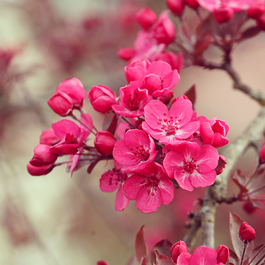 Close-up of vibrant pink flowers in bloom on a branch of the Malus Cardinal Crab Apple Tree.