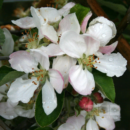 A close-up of white blossoms with raindrops on petals, encircled by green leaves, captures the beauty of the frost-resistant Malus Charles Ross - Apple Tree.