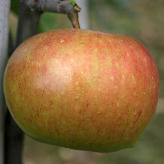 Close-up of a red and yellow Malus Charles Ross apple on a tree branch, highlighting the beauty of this apple tree variety.