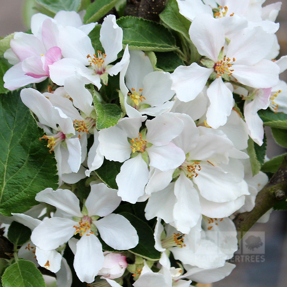 Close-up of white apple blossoms with pink hues and green leaves on a Malus Charlotte - Ballerina Apple Tree, known for its lovely columnar form.