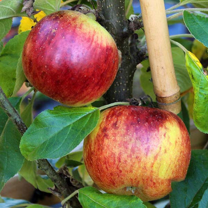 Two red and yellow apples hang gracefully on the Malus Charlotte - Ballerina Apple Tree, surrounded by a lush canopy of green leaves.